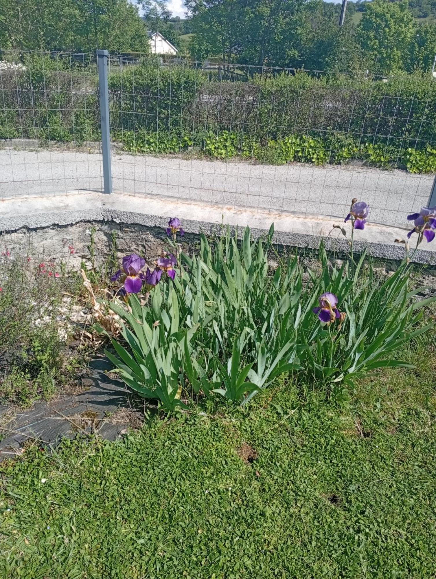 דירות Saint-Côme-dʼOlt La Clematite D'Olt מראה חיצוני תמונה